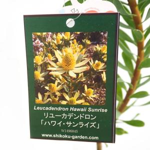 リューカデンドロン 品種見計らい 3種3株 4号ロングポット : 四国