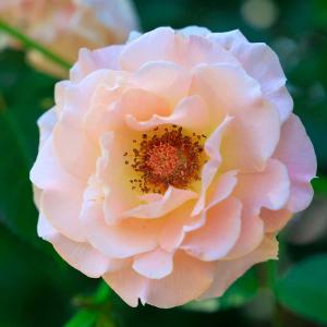 満月蝋梅 満月ロウバイ 株立ち 約1.9m 現品発送 特大株 植木苗木大苗
