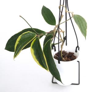 おしゃれ 観葉植物：ホヤ ヘウスケリアナ 斑入り*吊り鉢 4号 : 遊恵