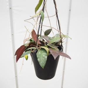 観葉植物）ホヤ インスラリス（1株） : チャーム charm ヤフー店