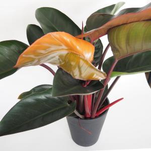 フィロデンドロン　シルバーメタル　バリエガータ　斑入り レア品種 斑入り フィロデンドロン シルバーメタル バリエガータ 黄斑