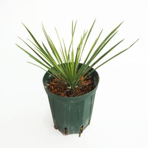 おしゃれ 観葉植物：ブラキキトン ボトルツリー*8号プラポット 現品