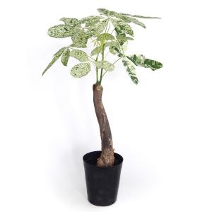 パキラ ミルキーウェイ 【観葉植物 6号/1個売り】の商品画像