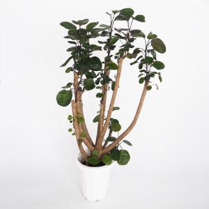 ユッカ シジゲラ 4号 直径約12cm ポット苗 ドライガーデン 送料無料