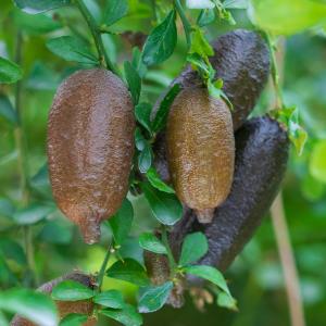 ジャボチカバ苗木 限定販売 : 栽培者直販の熱帯植物専門販売店 - 通販