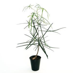 観葉植物：ブラキキトン ボトルツリー*4号 プラポット : 遊恵盆栽