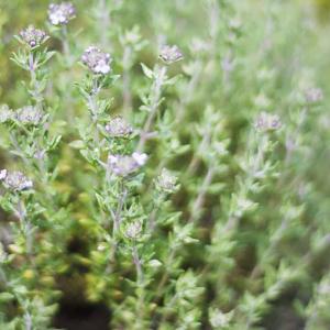 白ラベンダー苗の商品一覧 通販 Yahoo ショッピング