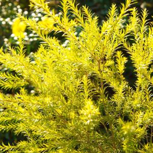 メラレウカ レボリューションゴールド 約1.5m 特大苗木 植木苗木 規格