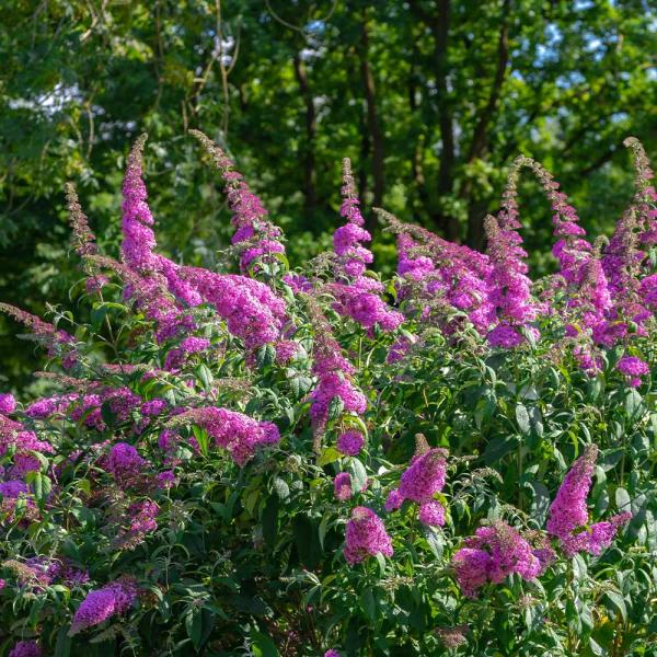 ブッドレア 紅姫 【花木苗 5号／1個売り】