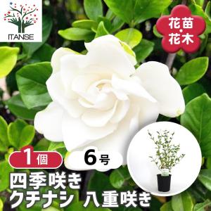 四季咲きクチナシ 【花木苗 6号/1個売り】の詳細画像1