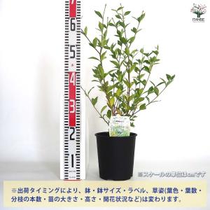 四季咲きクチナシ 【花木苗 6号/1個売り】の詳細画像2