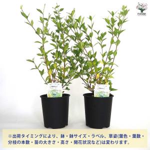 四季咲きクチナシ 【花木苗 6号/1個売り】の詳細画像3