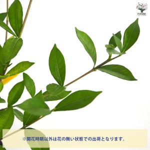 四季咲きクチナシ 【花木苗 6号/1個売り】の詳細画像4