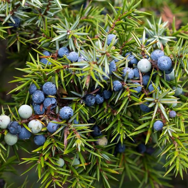 ジュニパーベリー オス メスセット 【果樹の苗木 4号／各1個合計2個】