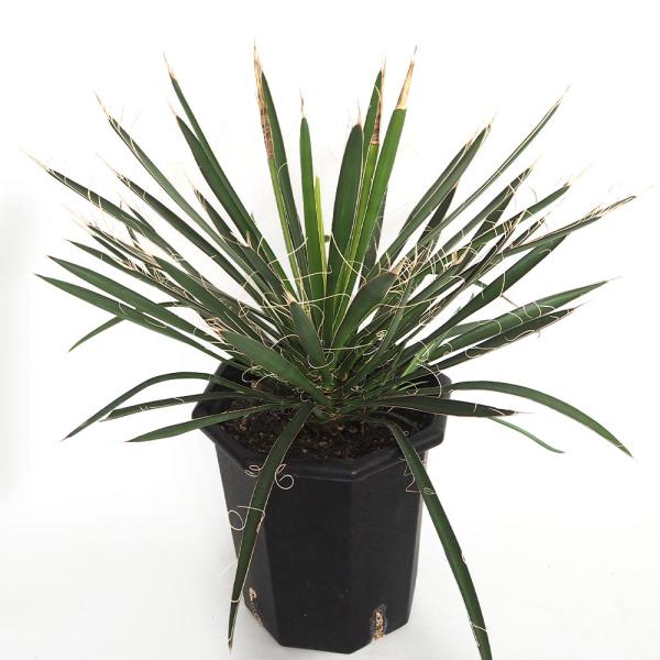 ユッカ フィリフェラ 【観葉植物 8号／1個売り】
