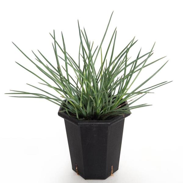 ユッカ ヘスペロユッカ 【観葉植物 8号／1個売り】