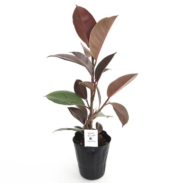 フィカス ブルールビー 【観葉植物 4号／1個売り】