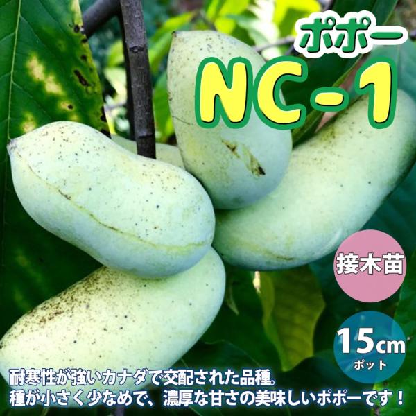 ポポー 品種：NC-1【果樹苗 2年生 接木苗 5号鉢／1個】