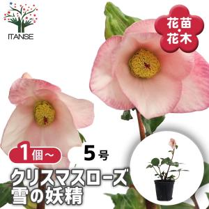クリスマスローズ 雪の妖精 【花苗 5号/1個売り】の詳細画像1