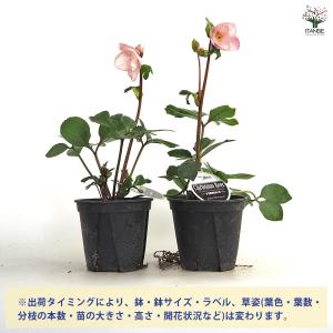 クリスマスローズ 雪の妖精 【花苗 5号/1個売り】の詳細画像3