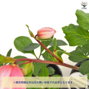 クリスマスローズ 雪の妖精 【花苗 5号/1個売り】の詳細画像4