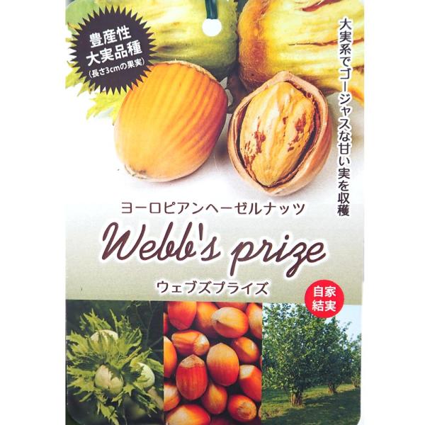 ヘーゼルナッツの苗木 ウェブズプライズ 【果樹の苗木 4号／1個売り】