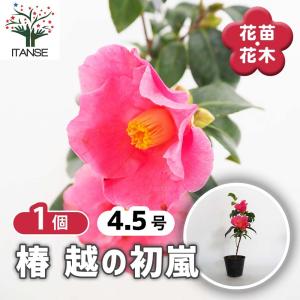 椿(ツバキ)の苗木 越の初嵐 【花木苗 4.5...の詳細画像1