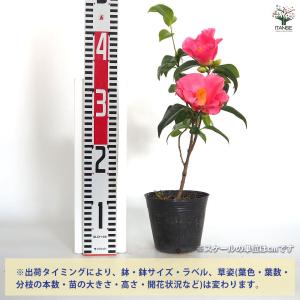 椿(ツバキ)の苗木 越の初嵐 【花木苗 4.5...の詳細画像2