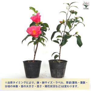 椿(ツバキ)の苗木 越の初嵐 【花木苗 4.5...の詳細画像3