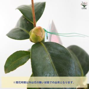 椿(ツバキ)の苗木 越の初嵐 【花木苗 4.5...の詳細画像4