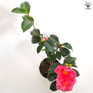 椿(ツバキ)の苗木 越の初嵐 【花木苗 4.5...の詳細画像5