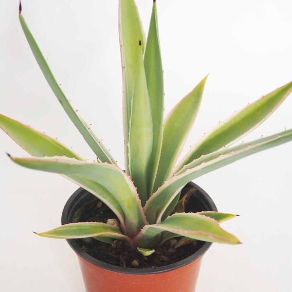アガベ アングスティフォリア 【観葉植物 4号／1個売り】