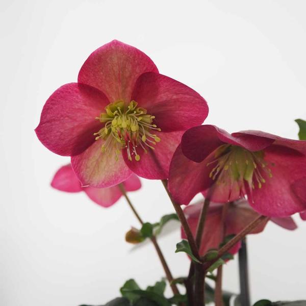 クリスマスローズ アイスブレーカールビー 【花苗 5号／1個売り】