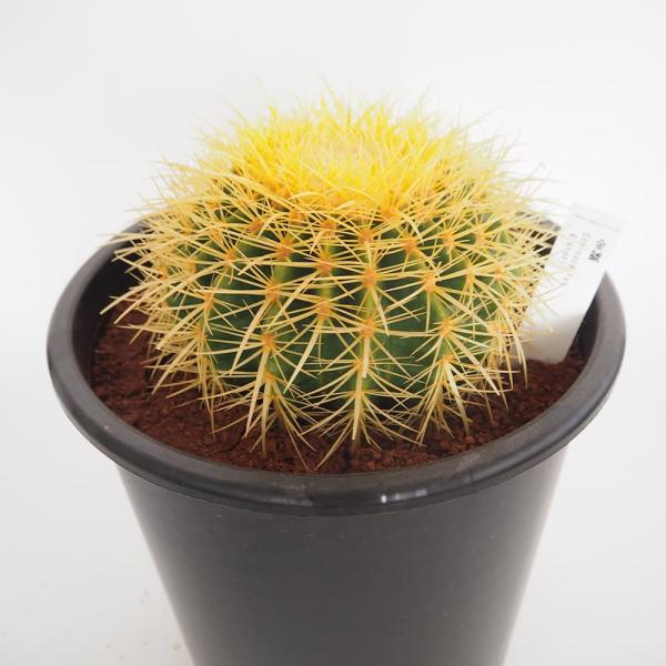 サボテン 金鯱(キンシャチ) 【多肉植物 8号／1個売り】