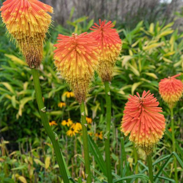 クニフォフィア(トリトマ) ローペリー 【花苗 4号／1個売り】