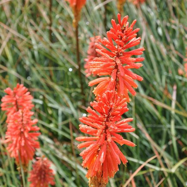 クニフォフィア(トリトマ) ナンシーズレッド 【花苗 4号／1個売り】