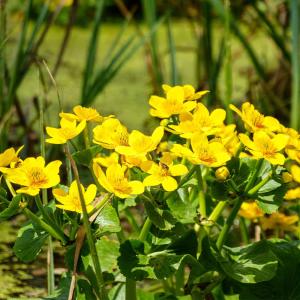 リュウキンカ 【花苗 5号／1個売り】