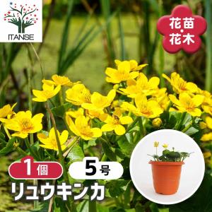 リュウキンカ 【花苗 5号/1個売り】の詳細画像1