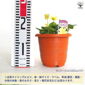 リュウキンカ 【花苗 5号/1個売り】の詳細画像2