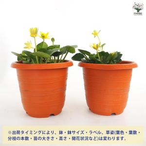 リュウキンカ 【花苗 5号/1個売り】の詳細画像3