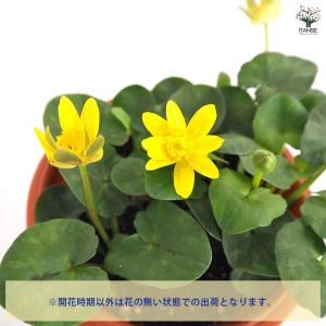 リュウキンカ 【花苗 5号/1個売り】の詳細画像4