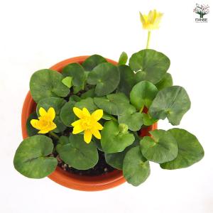 リュウキンカ 【花苗 5号/1個売り】の詳細画像5