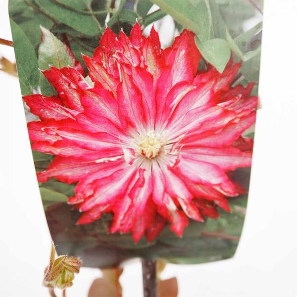 クレマチス 花炎 【花苗 4号／1個売り】