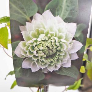 クレマチス こはな 【花苗 4号／1個売り】（4580819074448）の最安値