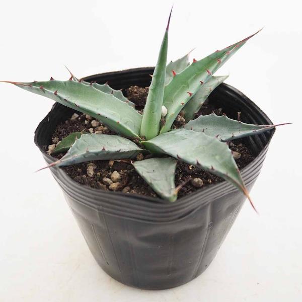 アガベ モンタナ 【多肉植物 4号／1個売り】