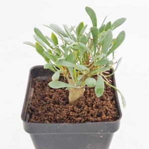 ネフロレピス ブロンド 5号吊り鉢 黄金葉 大株 観葉植物 シダ植物