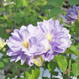 クレマチス 初夏のおとずれ 【花苗 3.5号／1個売り】
