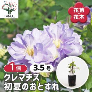 クレマチス 初夏のおとずれ 【花苗 3.5号/...の詳細画像1
