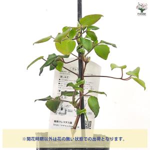 クレマチス 初夏のおとずれ 【花苗 3.5号/...の詳細画像4
