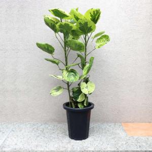 ラブリハート ハスノハギリ6号 250902 ラブリハート ハスノハギリ6号